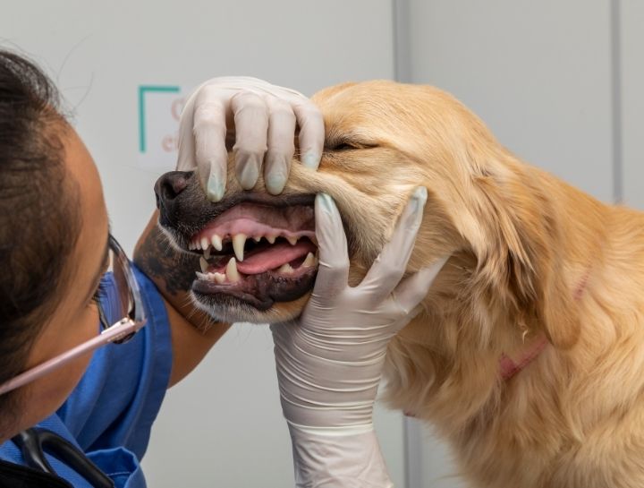 Bennington Pet Dentist